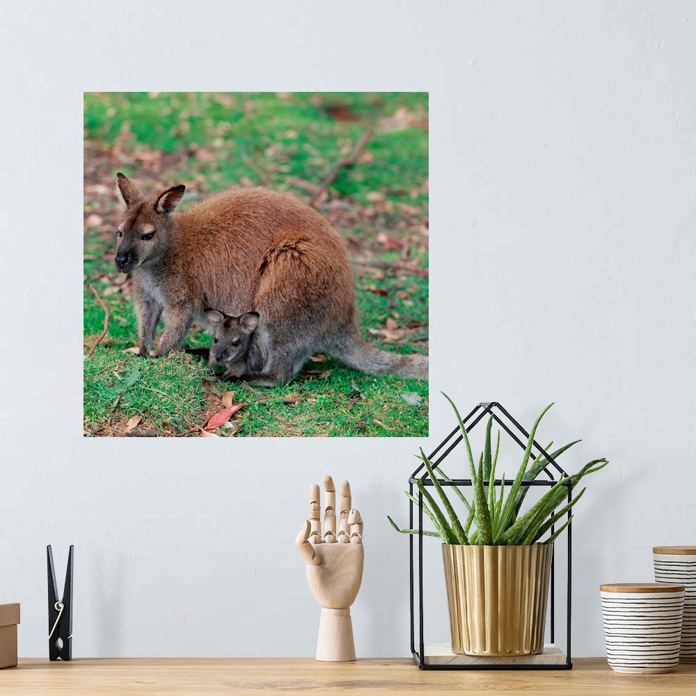 A bohemian room featuring Australia, Wallaby with Baby Inside Pouch