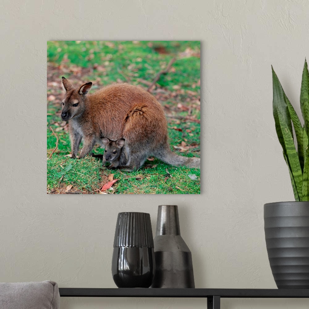 A modern room featuring Australia, Wallaby with Baby Inside Pouch