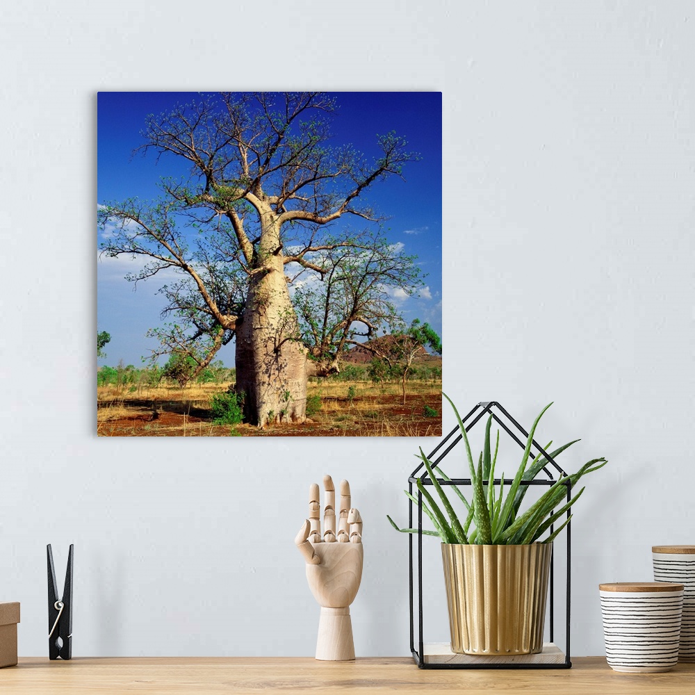 A bohemian room featuring Australia, Western Australia, Baobab tree