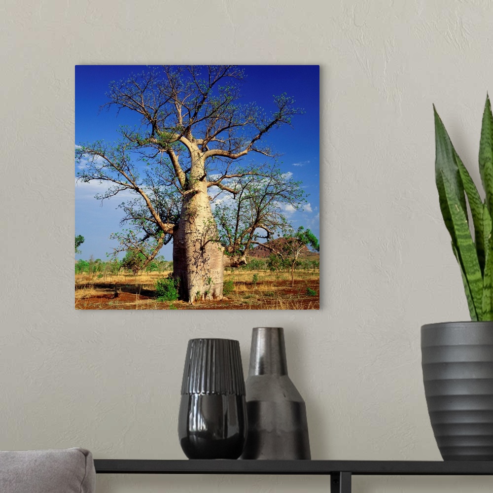 A modern room featuring Australia, Western Australia, Baobab tree