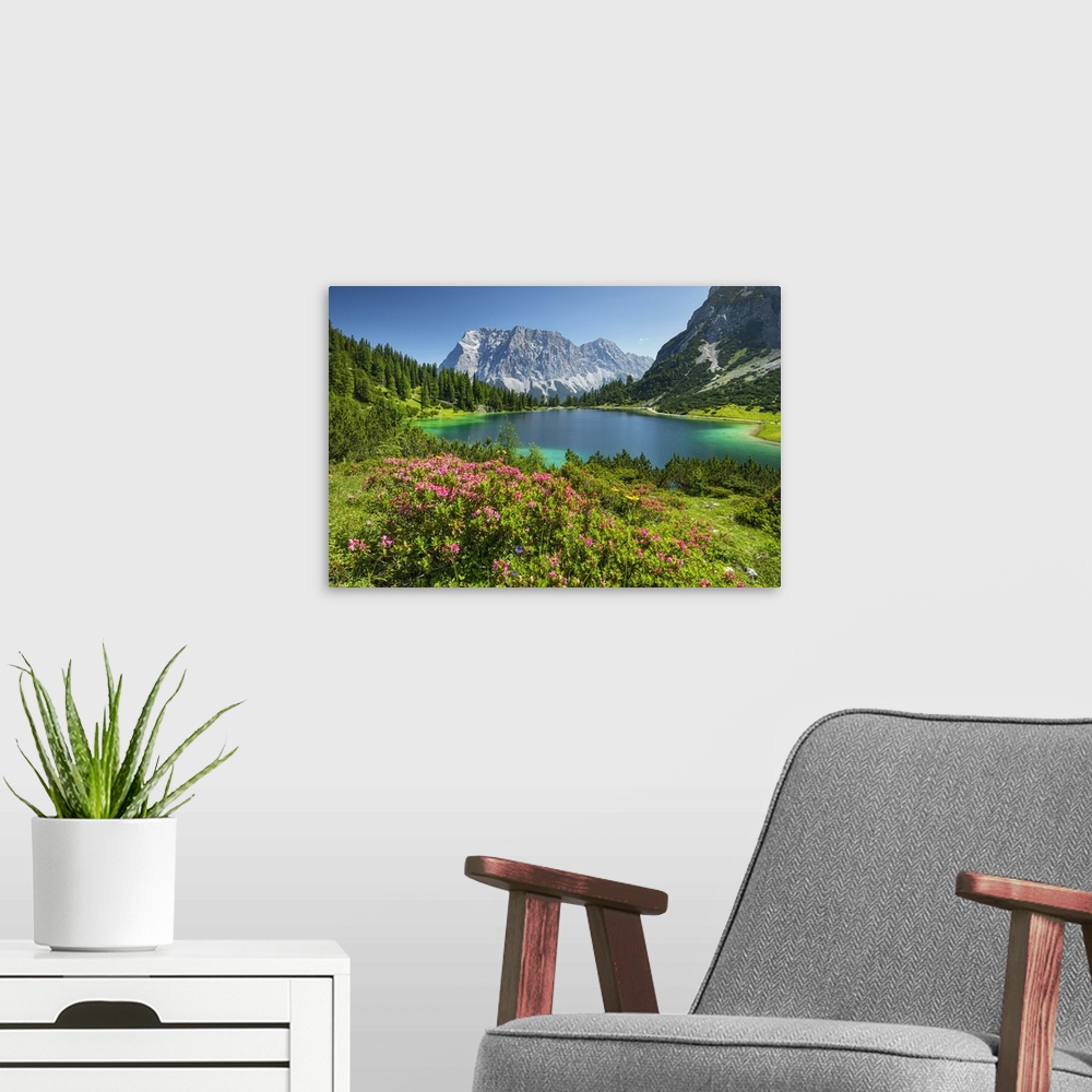 A modern room featuring Austria, Tyrol, AuBerfern, Ehrwald, Zugspitze Mountain, Austrian Alps, Blooming alpine roses at S...