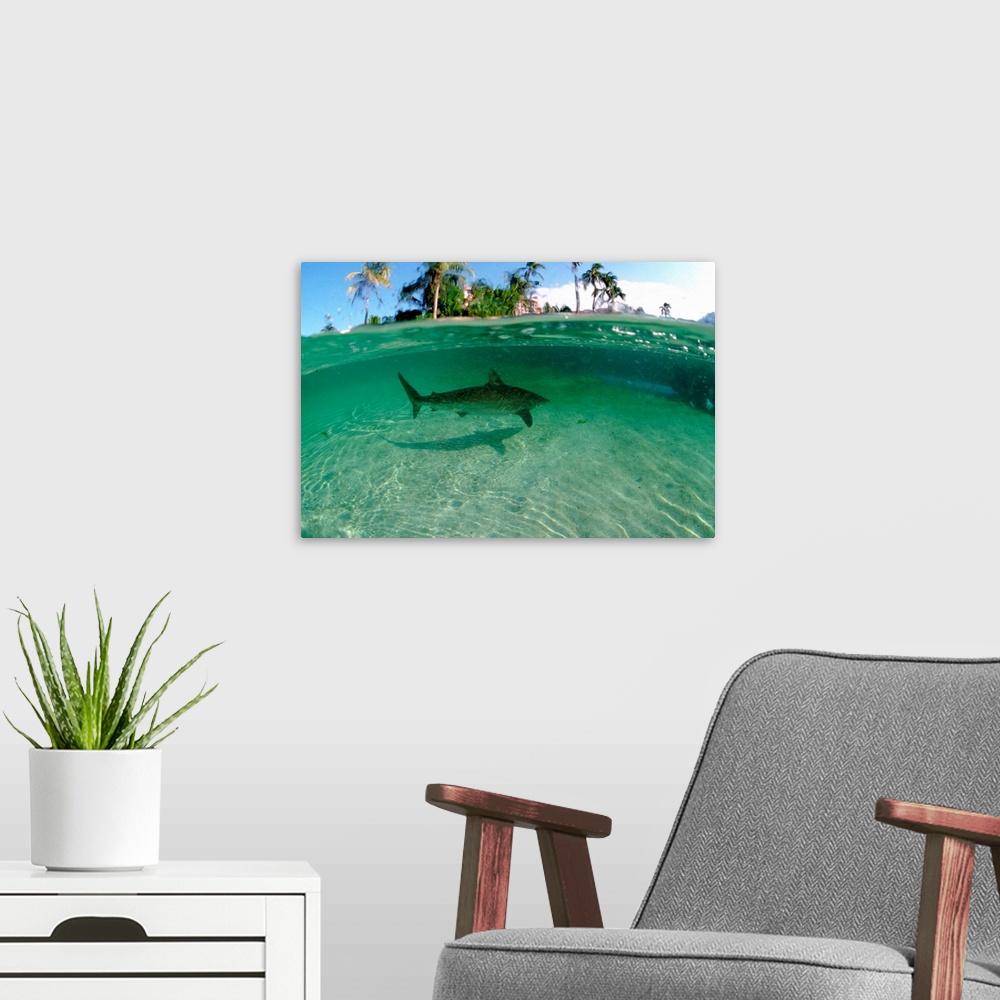 A modern room featuring Bahamas, Nassau, Paradise Island, Atlantis Resort, Predators Lagoon