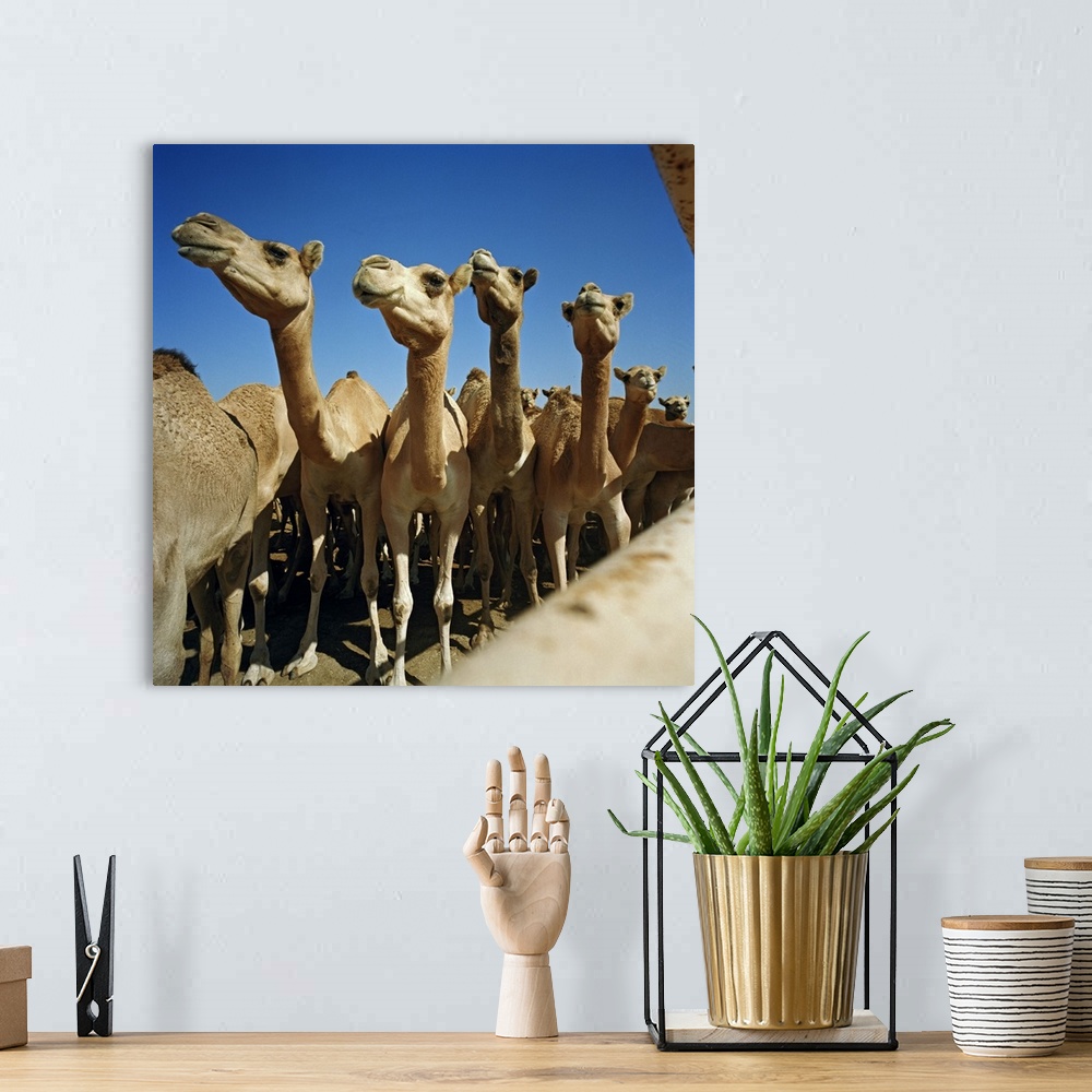 A bohemian room featuring Bahrain, Al-Bahrayn, Middle East, Gulf Countries, Arabian peninsula, Manama, Camel farm for camel...