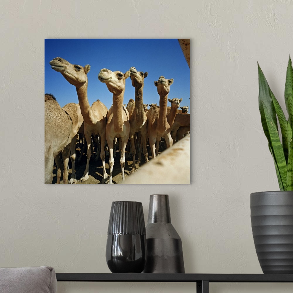 A modern room featuring Bahrain, Al-Bahrayn, Middle East, Gulf Countries, Arabian peninsula, Manama, Camel farm for camel...
