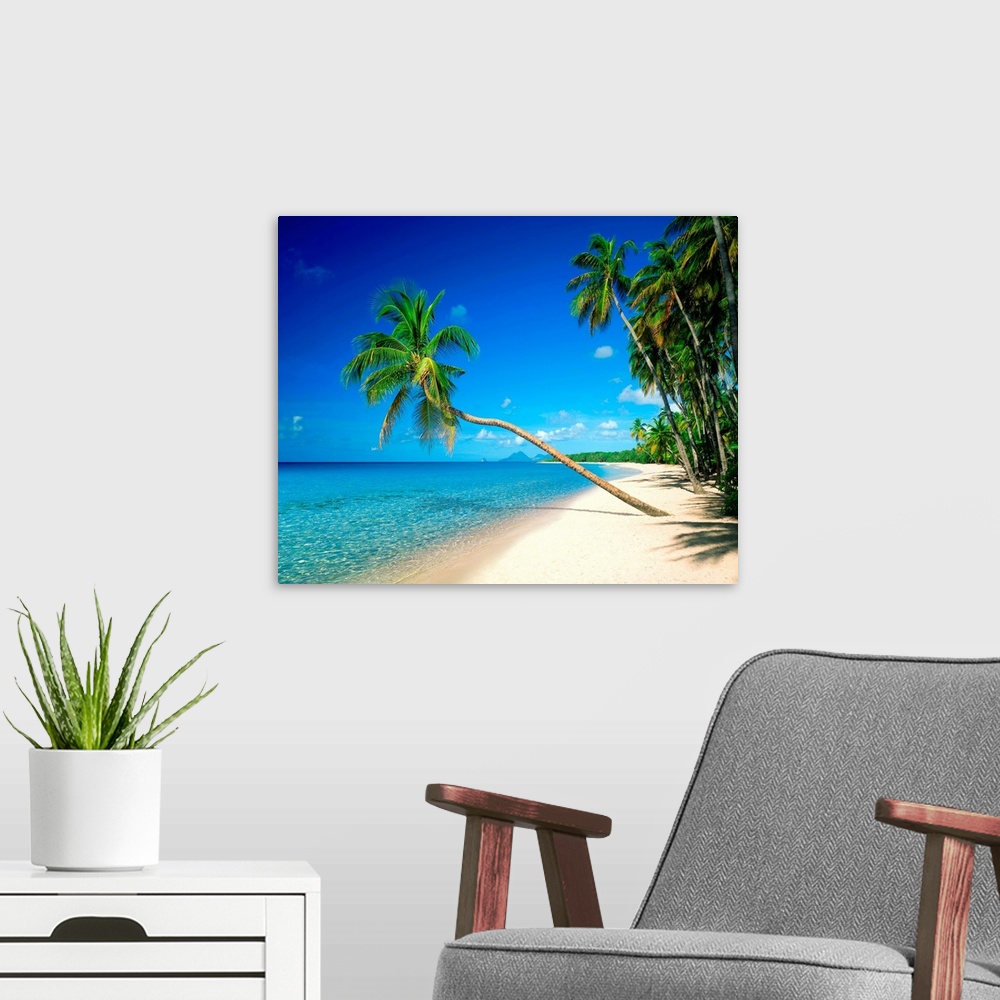 A modern room featuring Beach with palm tree