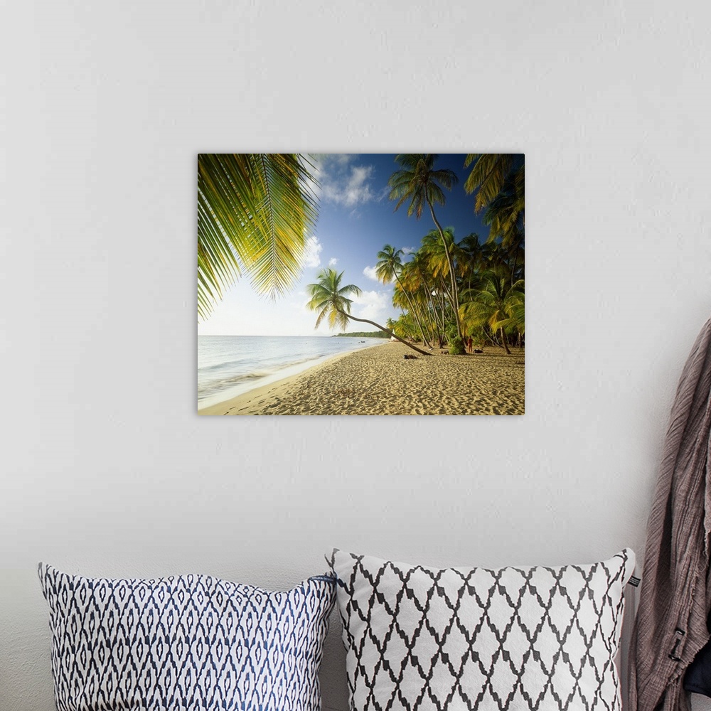 A bohemian room featuring Beach with palm trees, Des Salines beach in Martinique