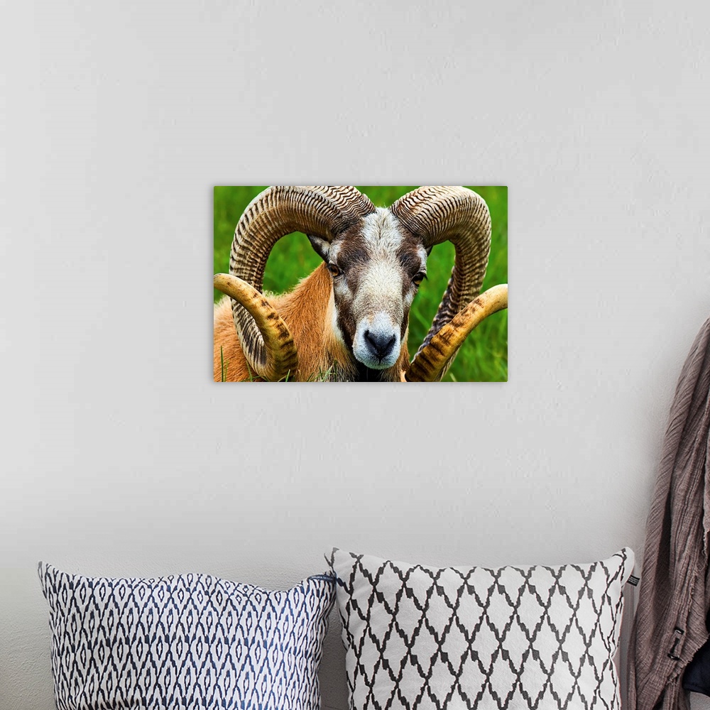 A bohemian room featuring Bighorn Sheep