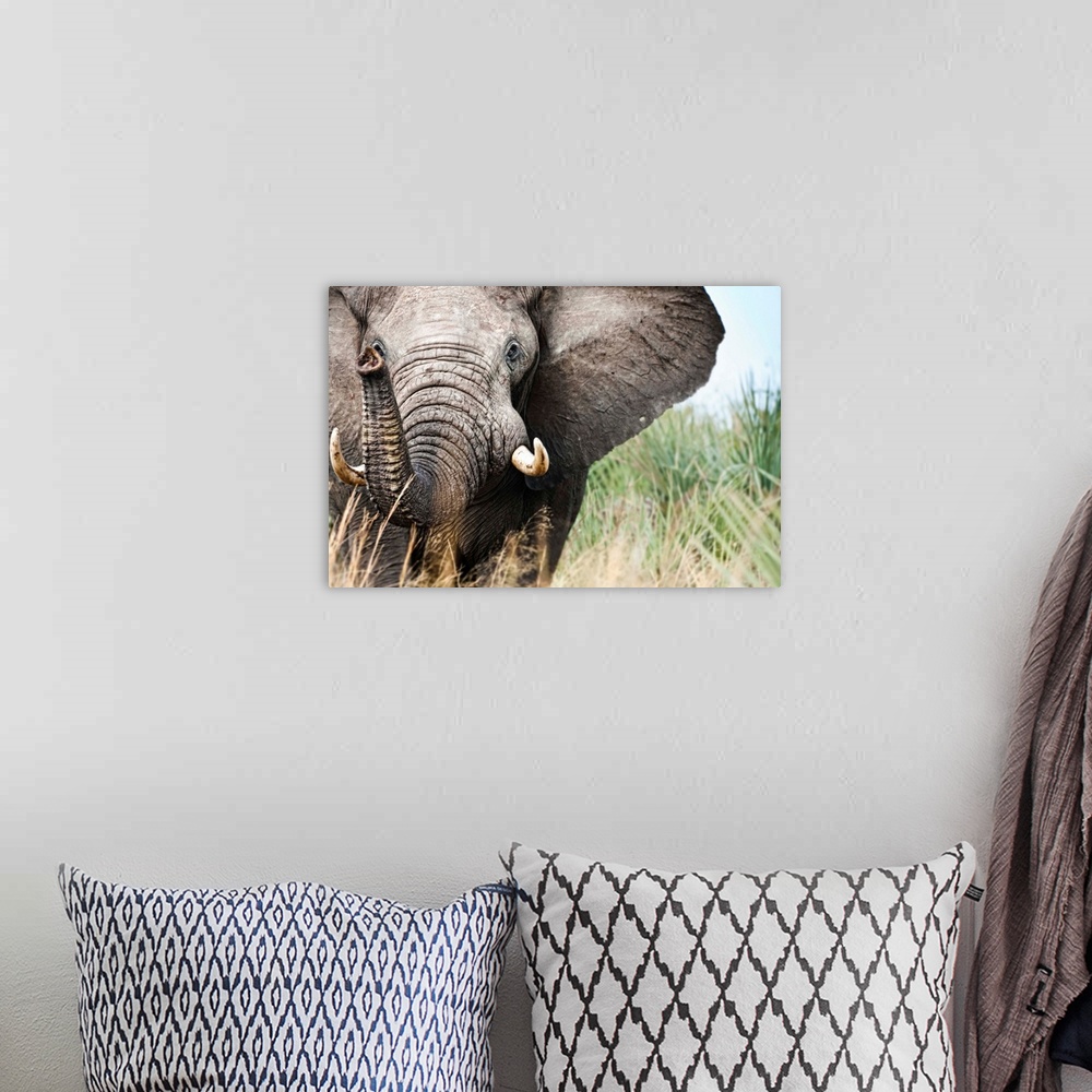 A bohemian room featuring Botswana, Ghanzi District, Kalahari Desert, Bull Elephant Charging.