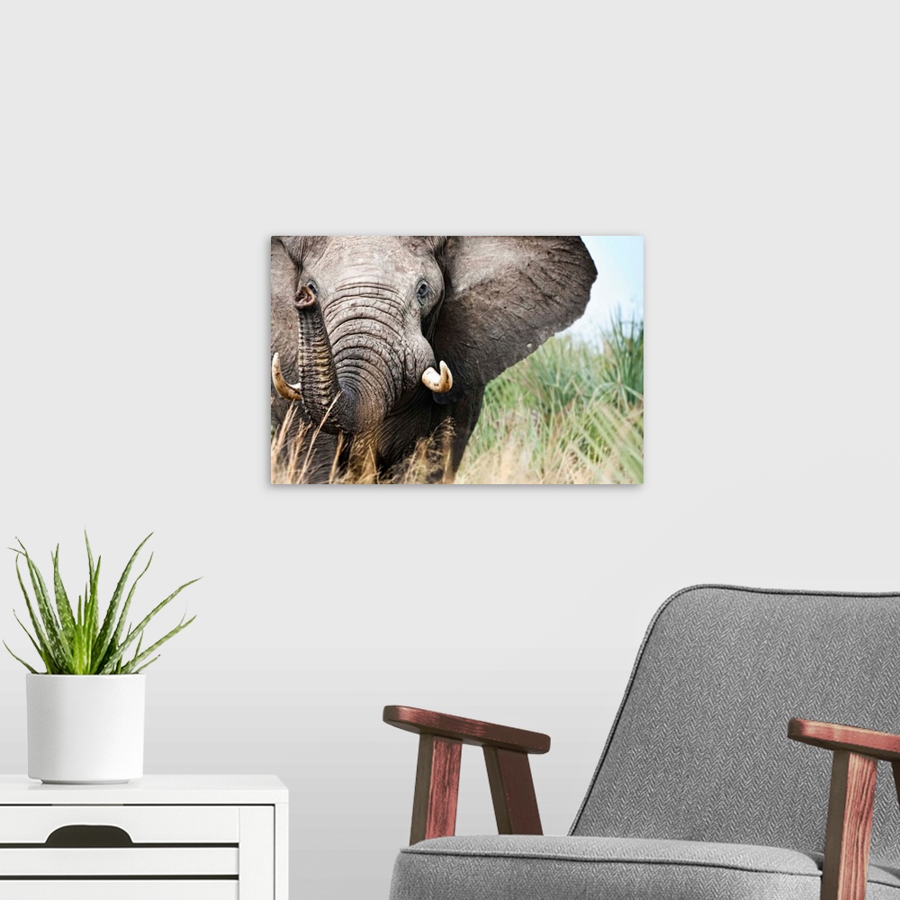 A modern room featuring Botswana, Ghanzi District, Kalahari Desert, Bull Elephant Charging.
