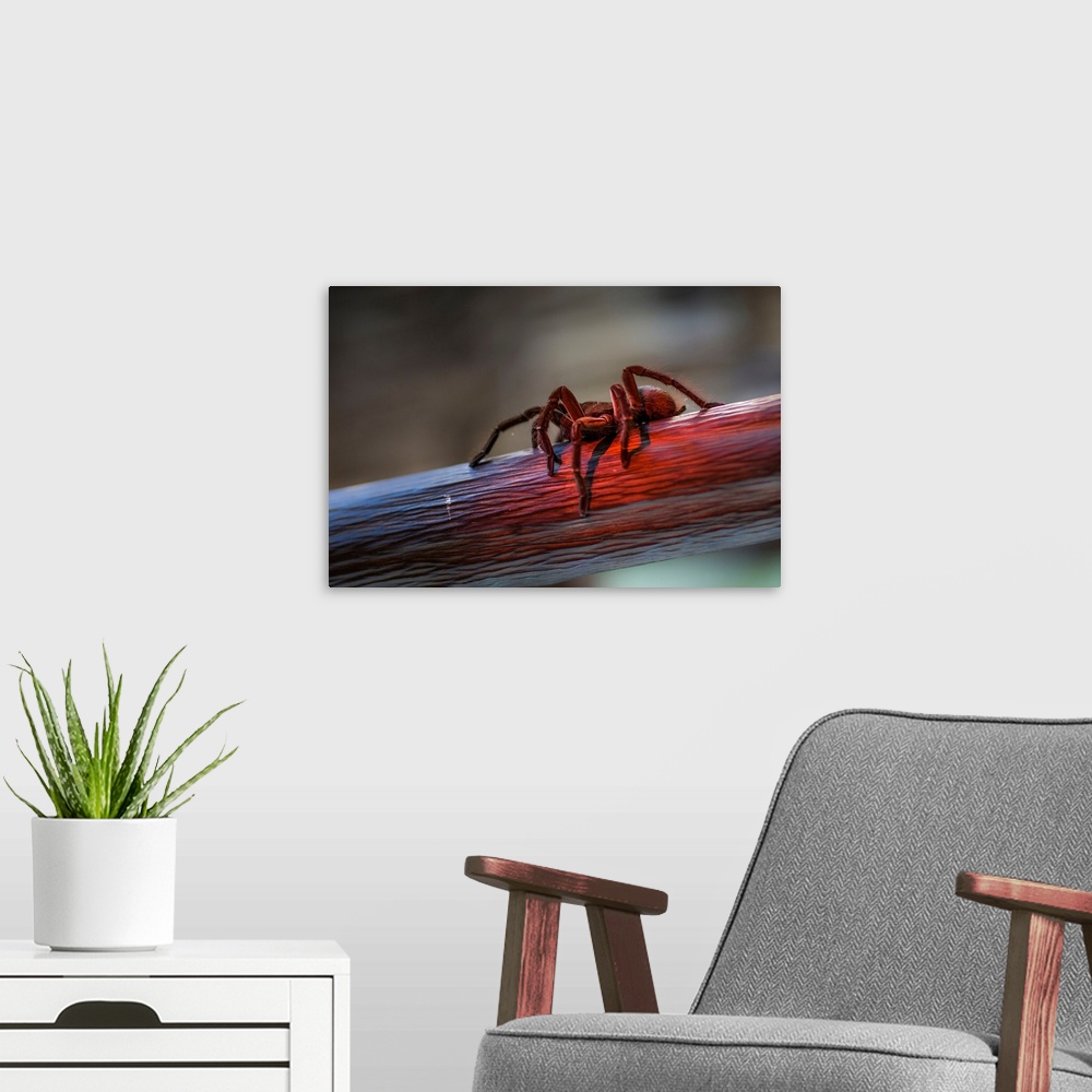A modern room featuring Brazil, Amazonas, Manaus, A tarantula walking on a branch enlightened by the last lights of the s...