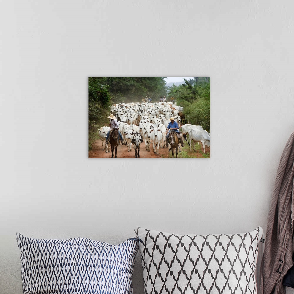 A bohemian room featuring Brazil, Mato Grosso, Pantanal, Cattle