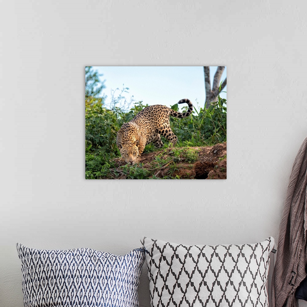 A bohemian room featuring Brazil, Mato Grosso, Pantanal, Male jaguar stalking.