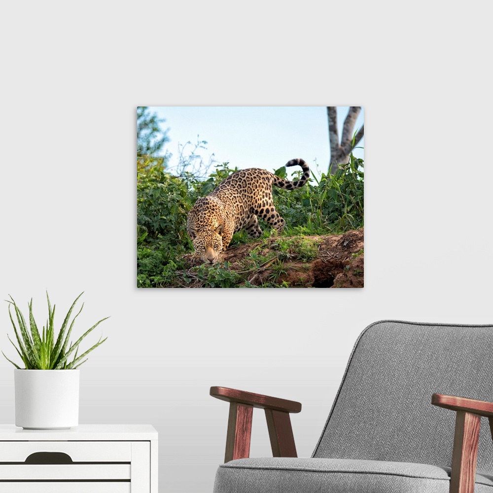 A modern room featuring Brazil, Mato Grosso, Pantanal, Male jaguar stalking.