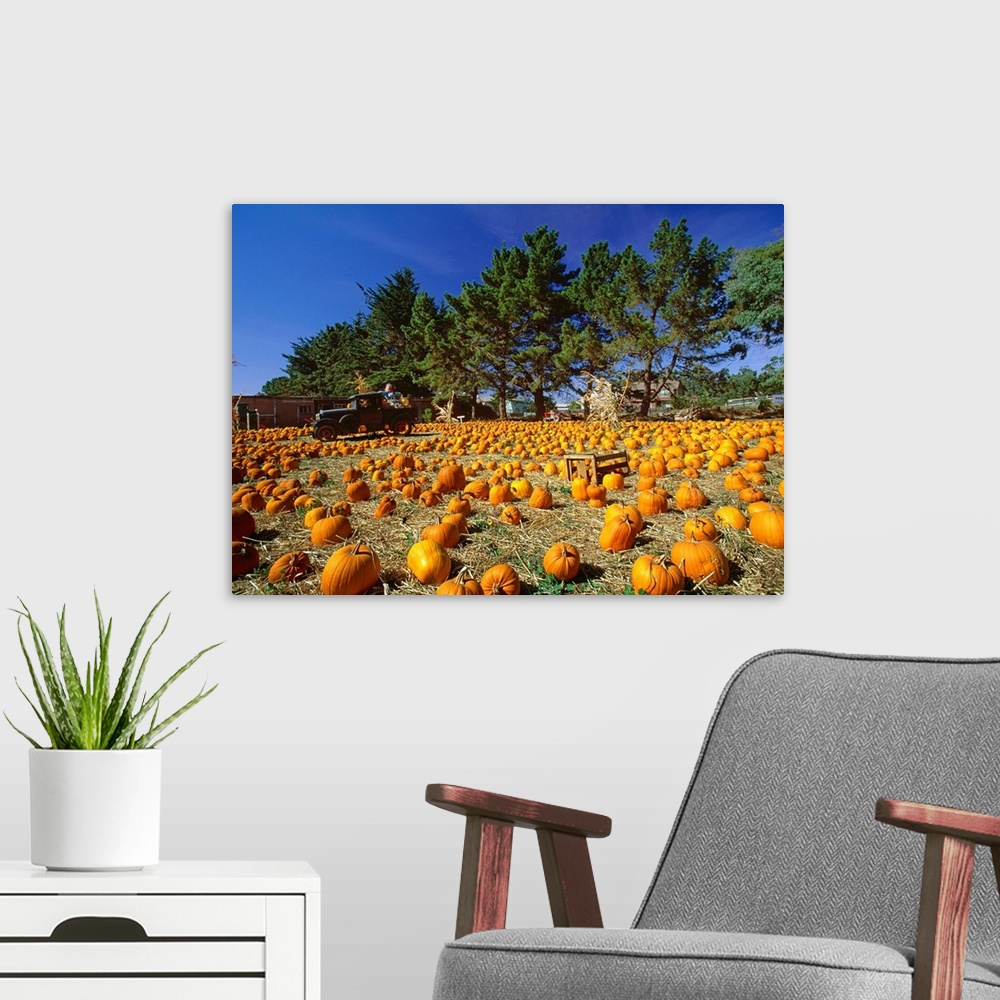 A modern room featuring United States, USA, California, Montara, Highway n..1, pumpkins seller for Halloween Festivity