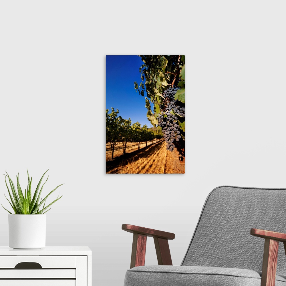 A modern room featuring California, Napa Valley, Grapes at Chimney Rock Winery in Yountville