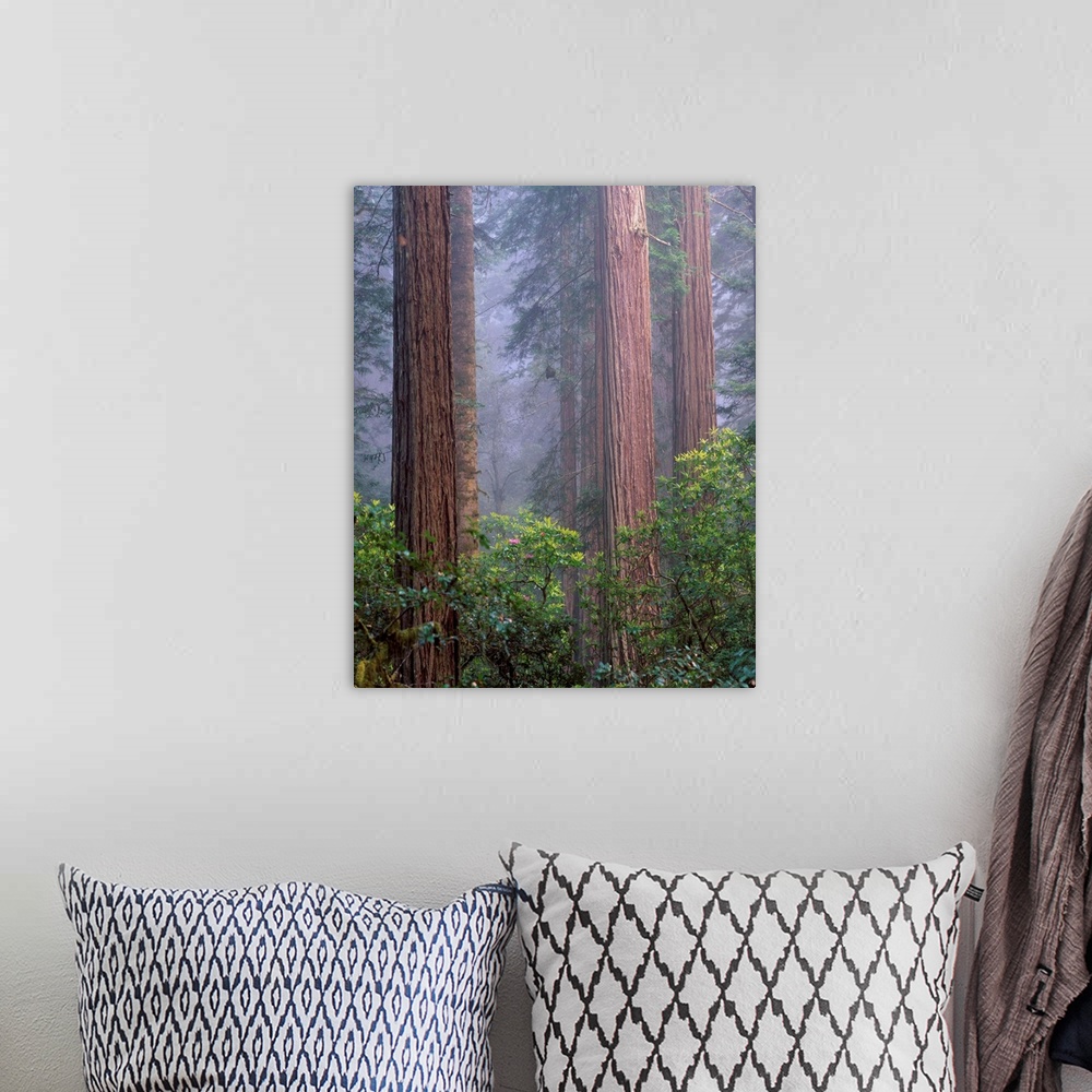 A bohemian room featuring United States, USA, California, Redwoods National Park, Rhododendrons growing among Giant Coastal...