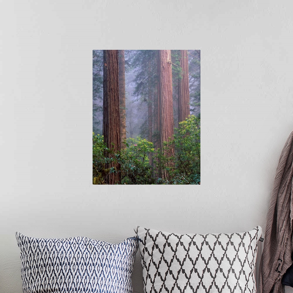 A bohemian room featuring United States, USA, California, Redwoods National Park, Rhododendrons growing among Giant Coastal...