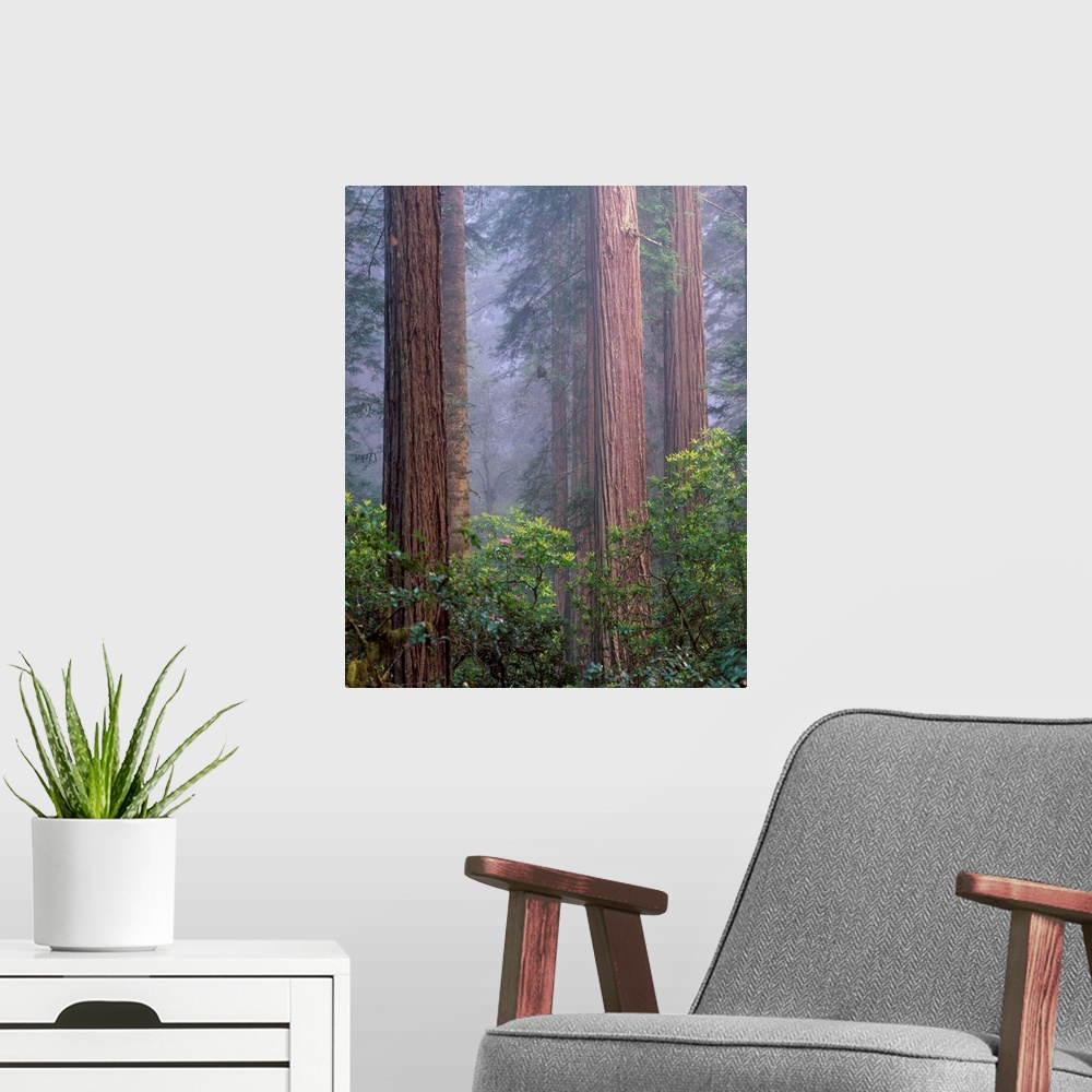 A modern room featuring United States, USA, California, Redwoods National Park, Rhododendrons growing among Giant Coastal...