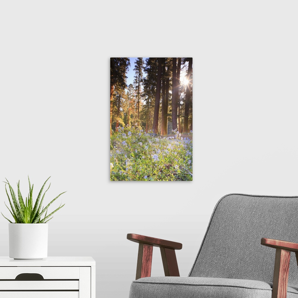 A modern room featuring California, Sequoia National Park, Sequoia trees at sunrise