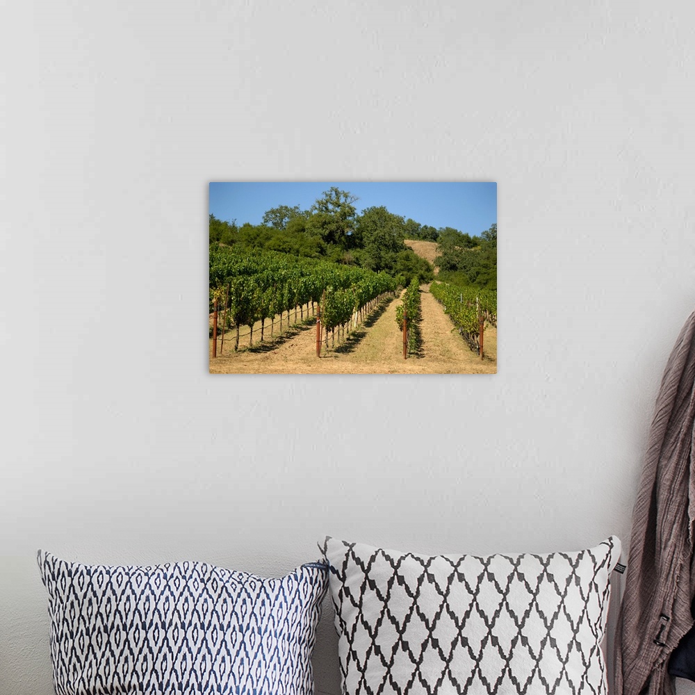A bohemian room featuring California, Sonoma, Sonoma vineyard