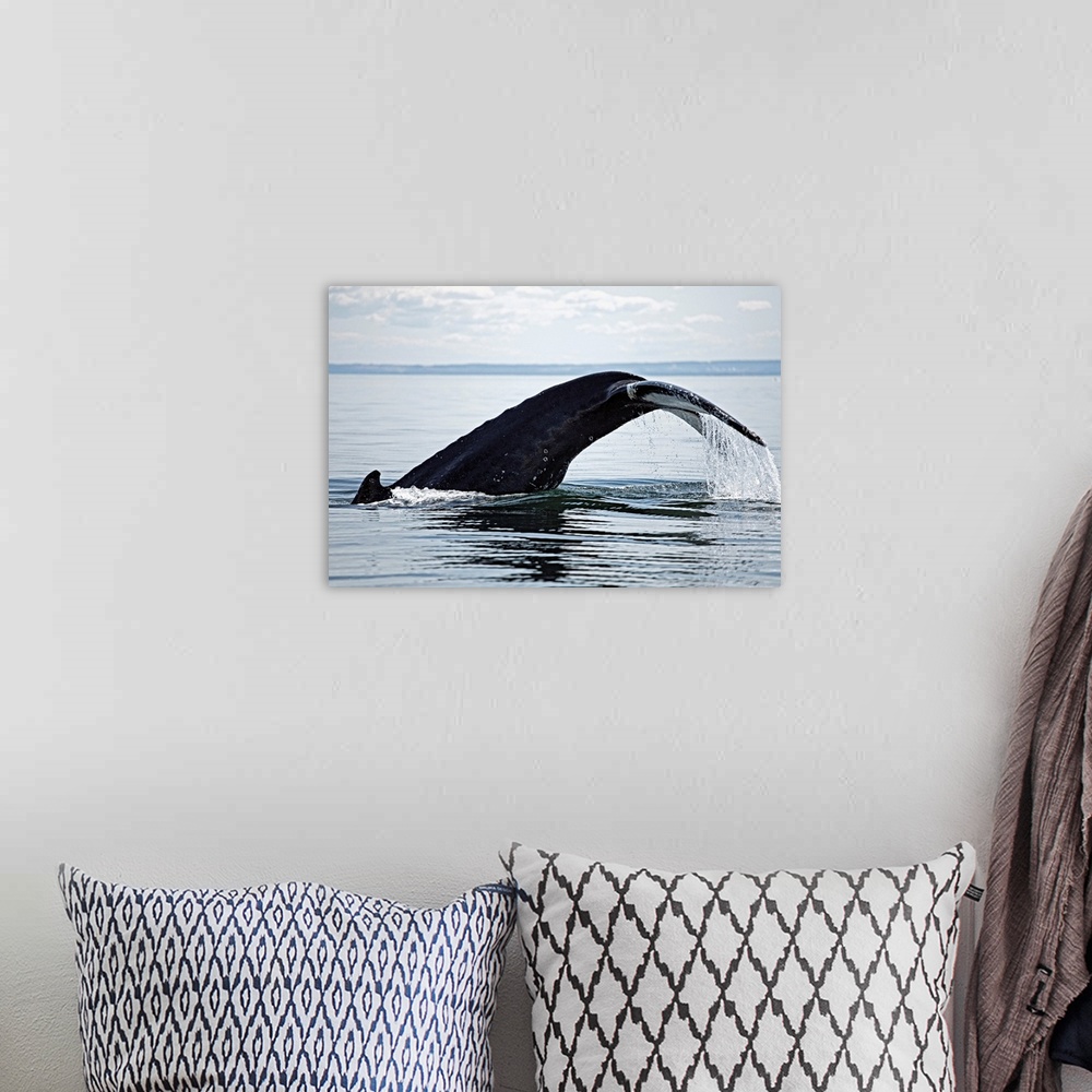 A bohemian room featuring Canada, Qu..bec, Gasp..sie, Gasp.. Peninsula, Saguenay Fjord, Tadoussac, Humpback whale (Megapter...