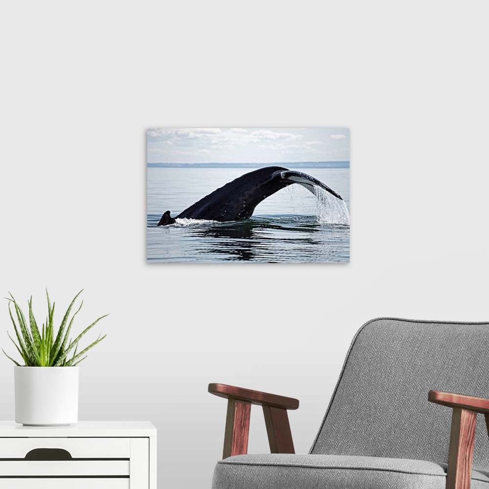 A modern room featuring Canada, Qu..bec, Gasp..sie, Gasp.. Peninsula, Saguenay Fjord, Tadoussac, Humpback whale (Megapter...
