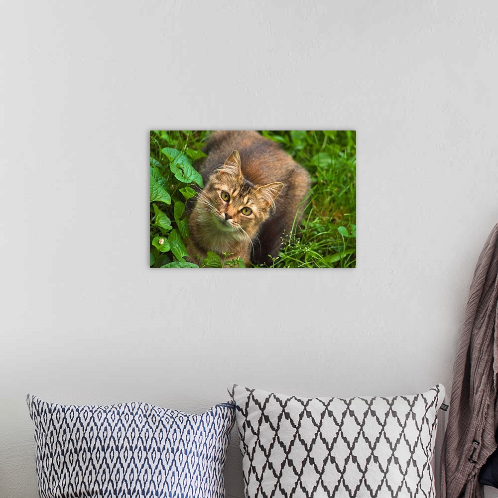 A bohemian room featuring Cat in field looking up