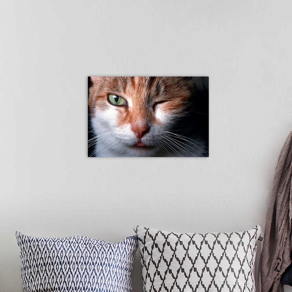 A bohemian room featuring Cat winking