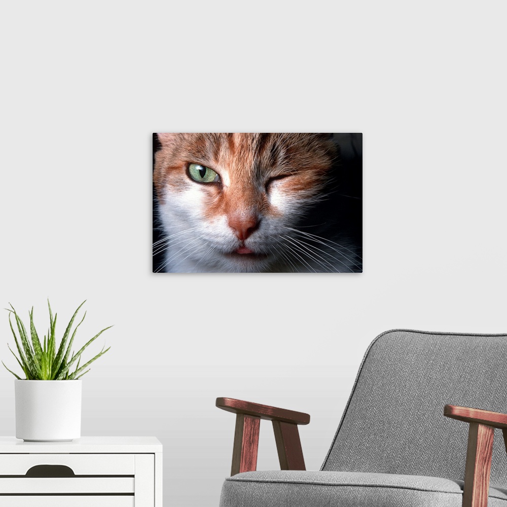 A modern room featuring Cat winking