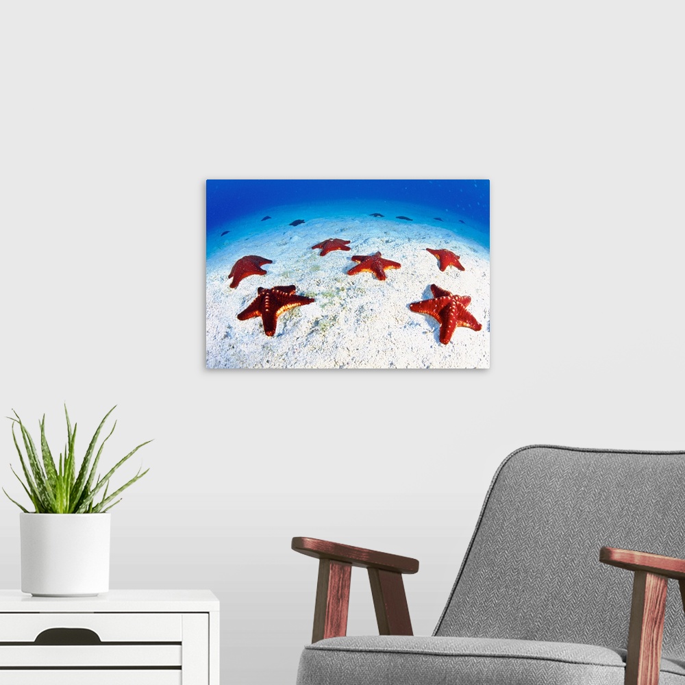 A modern room featuring Central America, Costa Rica, Starfishes on sandy bottom