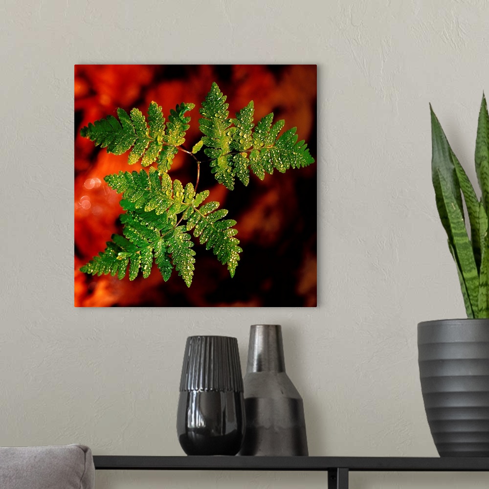 A modern room featuring Close up of fern leaves