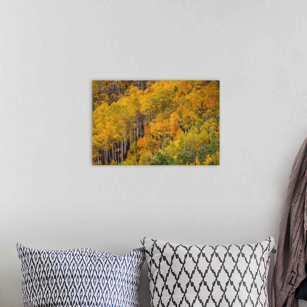 A bohemian room featuring USA, Colorado, Birch trees in fall colors, near Aspen.