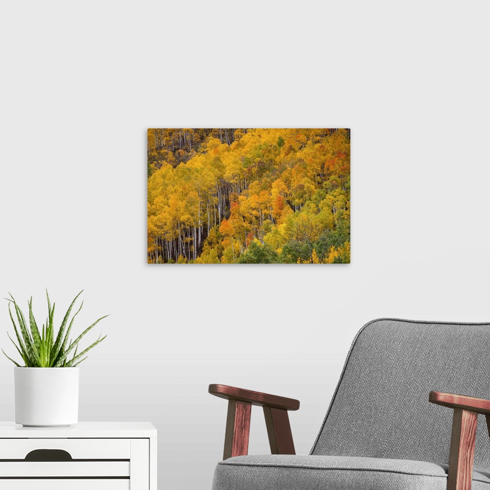 A modern room featuring USA, Colorado, Birch trees in fall colors, near Aspen.