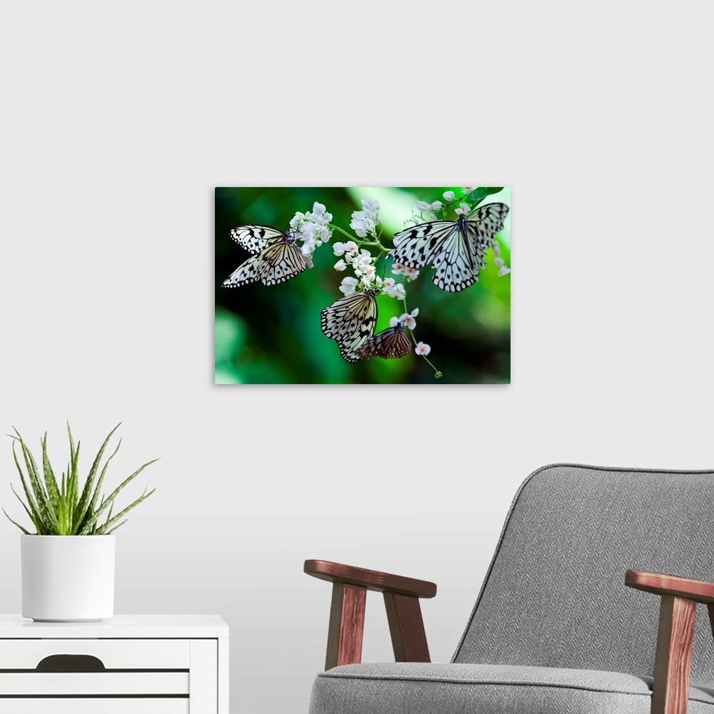 A modern room featuring Malaysia, Penang, Penang, Common Tree Nymph (Idea stolli logani) butterfly