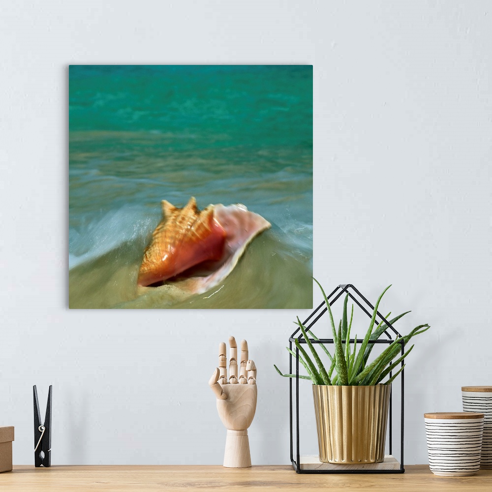 A bohemian room featuring Conch on beach shore