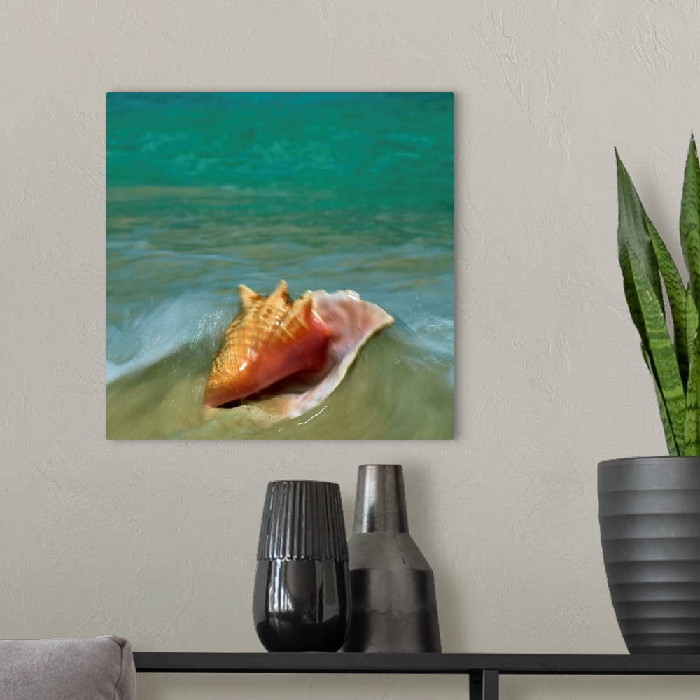 A modern room featuring Conch on beach shore