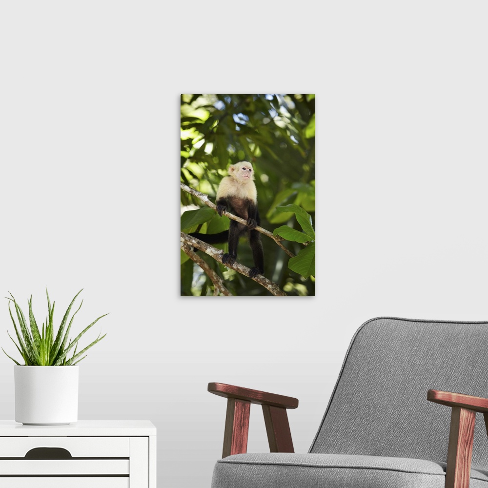 A modern room featuring Costa Rica, Puntarenas, Manuel Antonio National Park, Manuel Antonio, Capuchin monkey