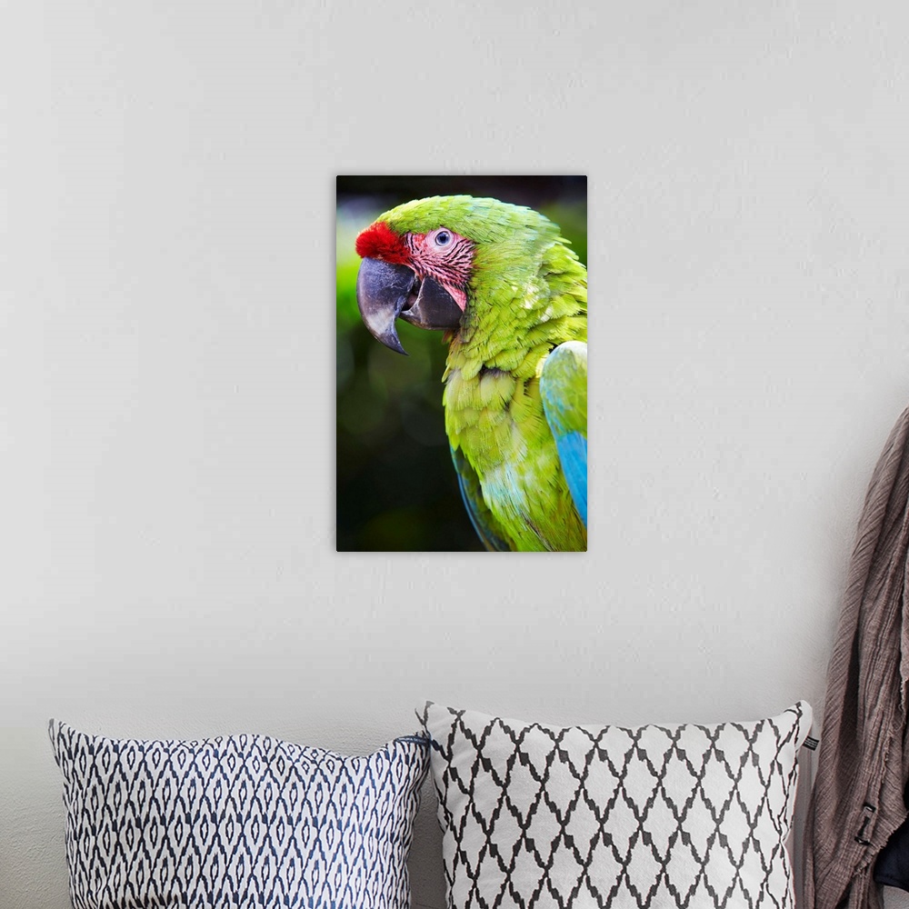 A bohemian room featuring Costa Rica, San Jose, Alajuela, Great Green Macaw