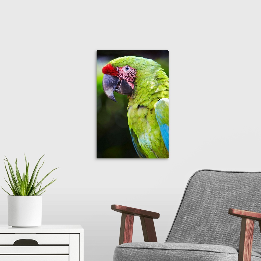 A modern room featuring Costa Rica, San Jose, Alajuela, Great Green Macaw