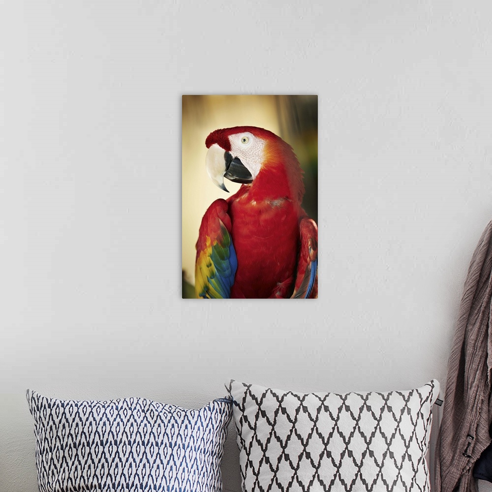 A bohemian room featuring Costa Rica, Scarlet Macaw