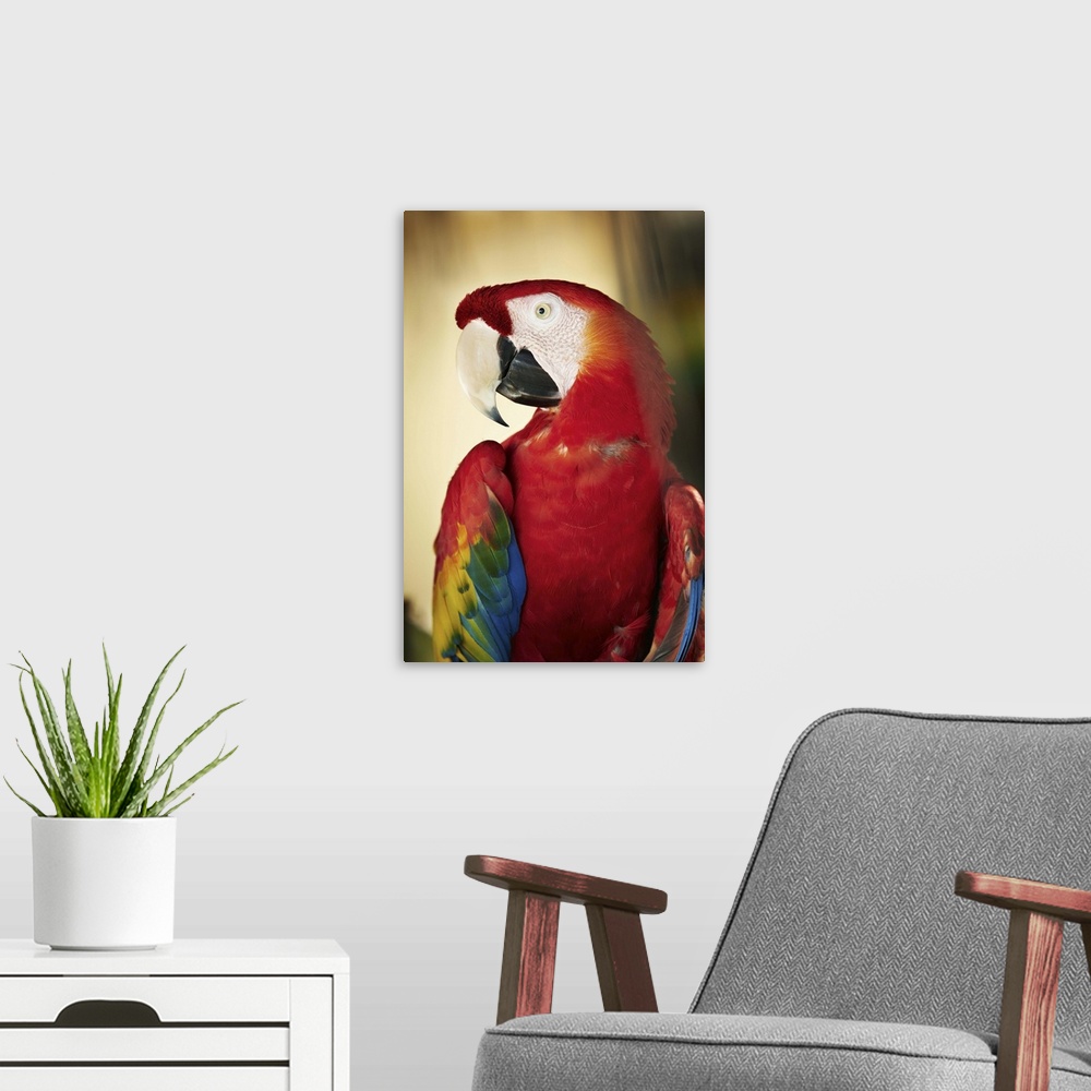 A modern room featuring Costa Rica, Scarlet Macaw