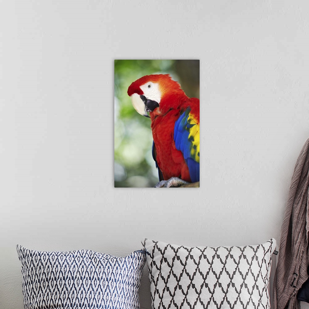 A bohemian room featuring Costa Rica, Scarlet Macaw