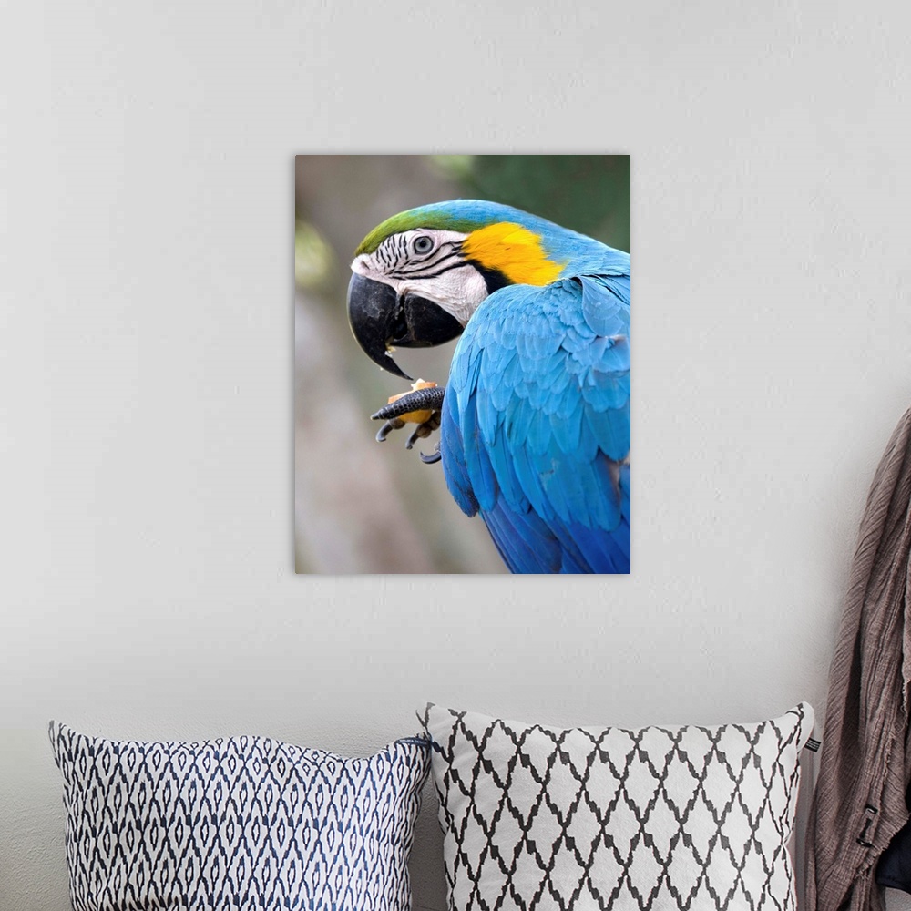 A bohemian room featuring Costa Rica, Tropics, Macaw