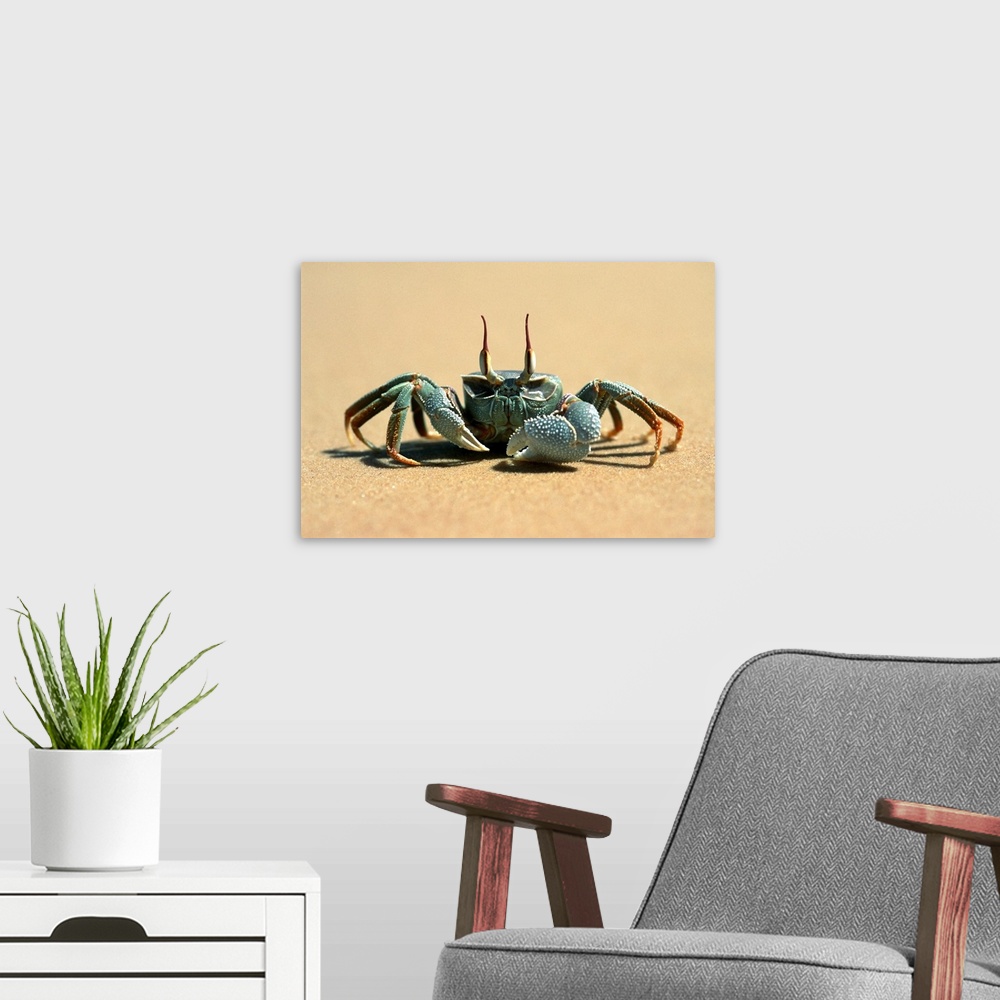 A modern room featuring Crab, Benguerra Island, Ghost Crab (Ocypode Cerathopthalma)