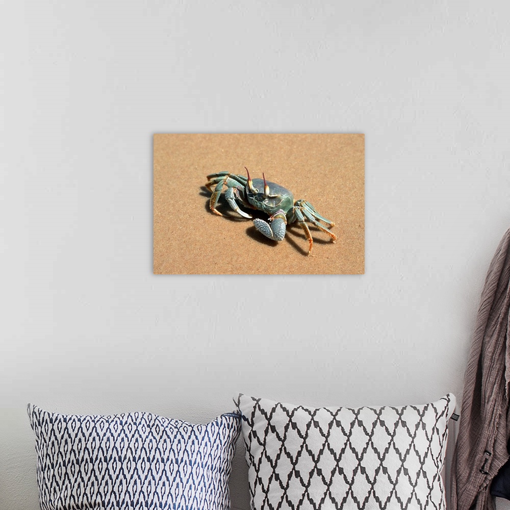 A bohemian room featuring Crab, Benguerra Island, Ghost Crab (Ocypode Cerathopthalma)