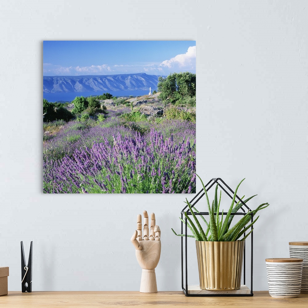 A bohemian room featuring Croatia, Dalmatia, Hvar island, Typical lavender fields towards Brac island