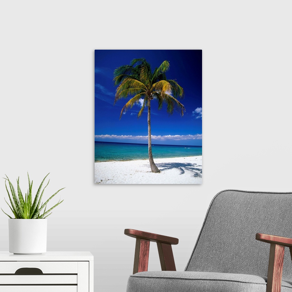 A modern room featuring Cuba, Pinar del Rio, Maria la Gorda, palm on the beach