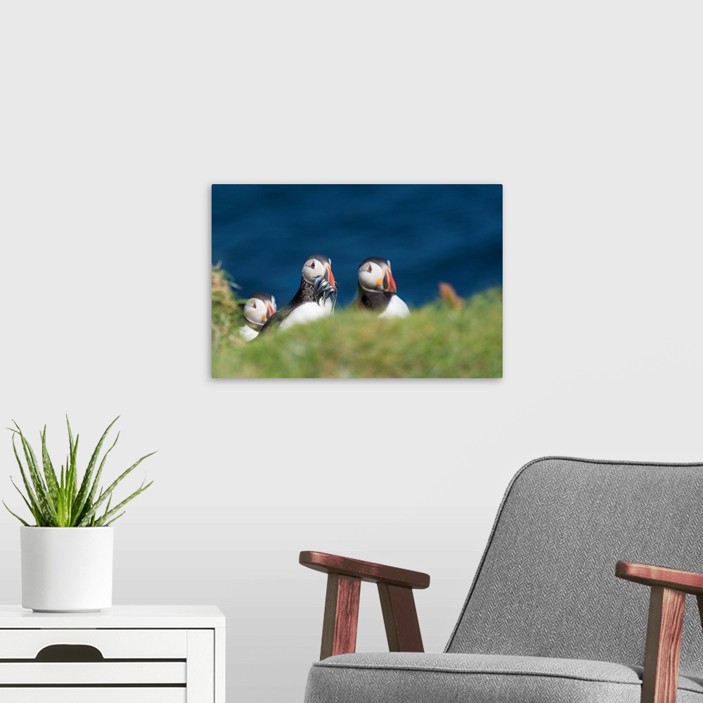 A modern room featuring Denmark, Faeroe Islands, Mykines, Scandinavia, Atlantic Puffins with catch in the beak.