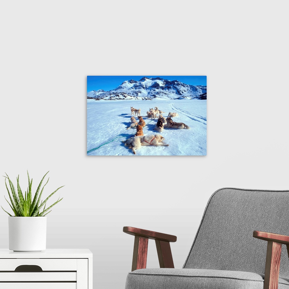 A modern room featuring Denmark, Danmark, Greenland, Tiniteqilaaq village, dog sledging excursion
