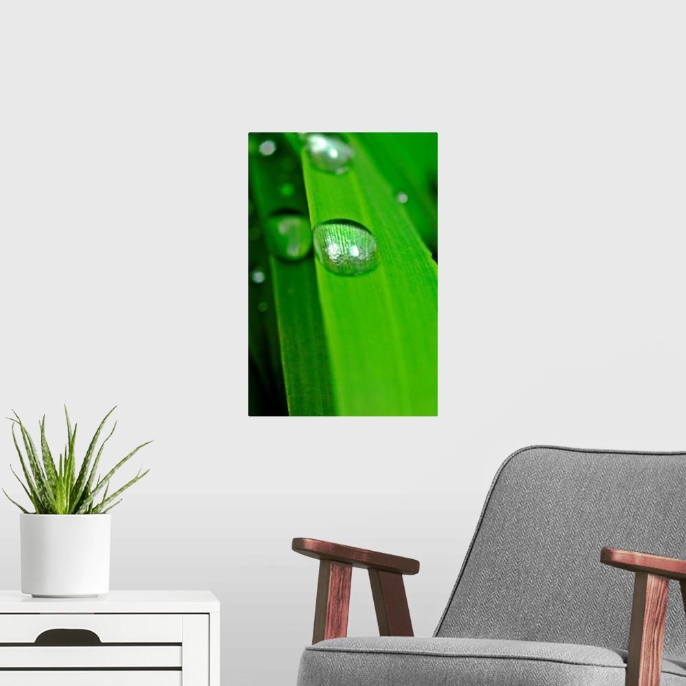A modern room featuring Dew drop on a leaf
